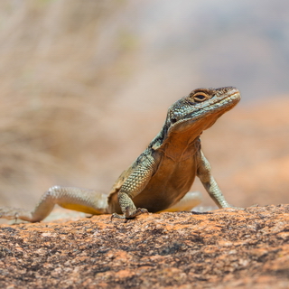 Anja - Grandidier's Madagascar swift